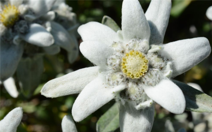 老花匠告诉你:这四个欧洲国家的国花你认识几个?