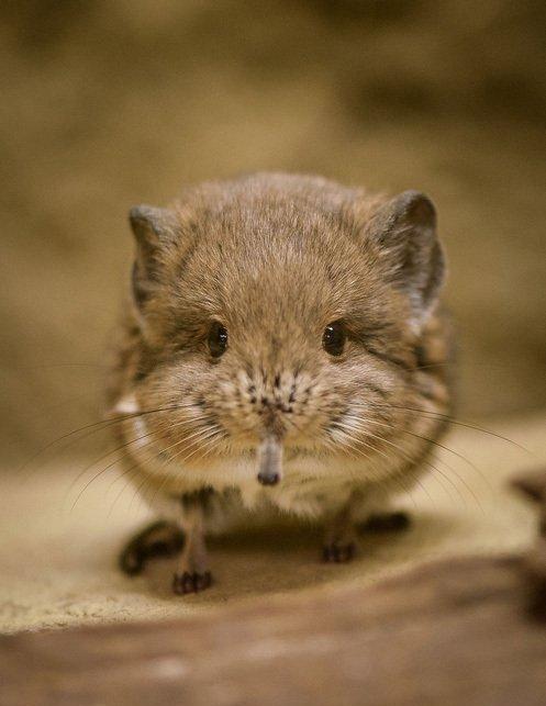 小象鼩吐舌头卖萌, 可爱模样萌哭游客