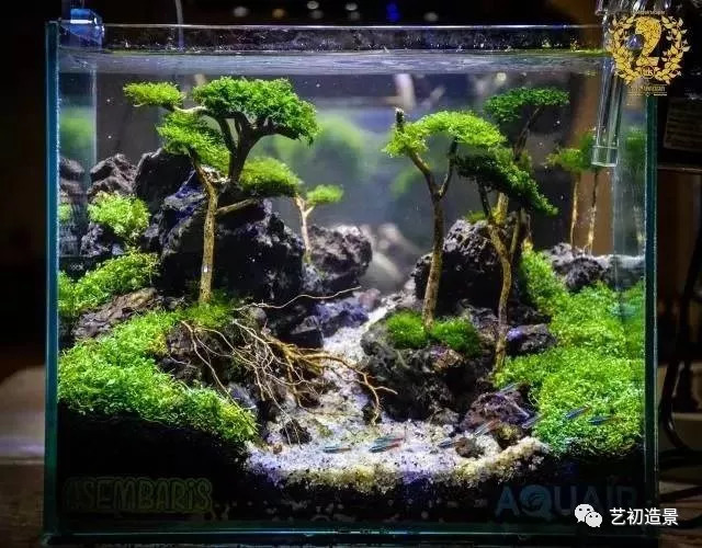 小缸大气派草缸造景图片欣赏