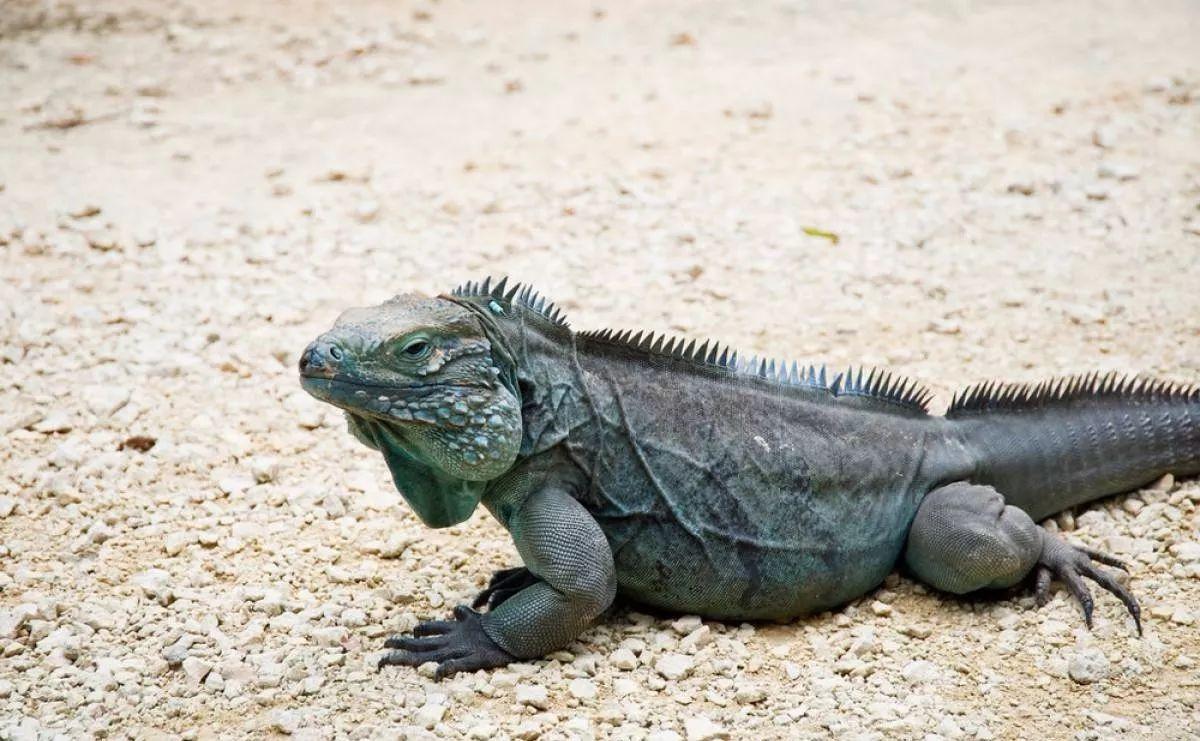 鬣蜥|避税天堂|寿命_新浪新闻