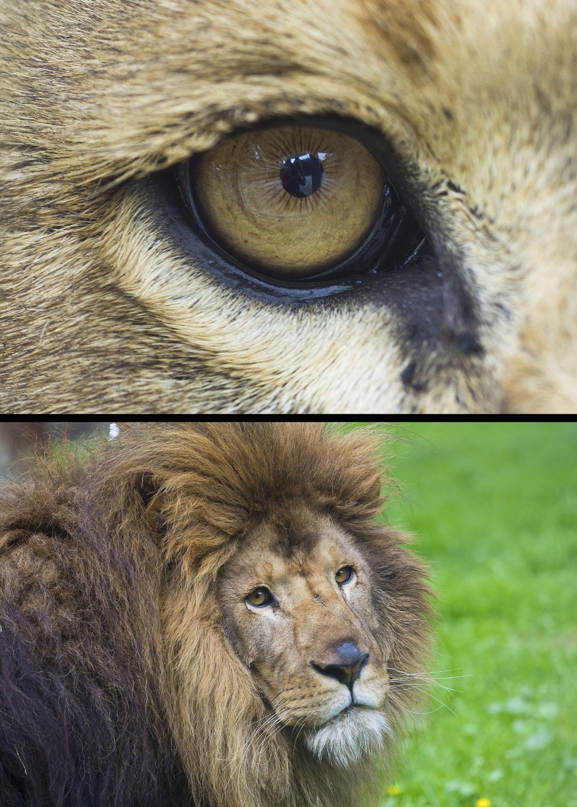 各种动物眼睛的特写原来它们眼睛还发挥这样的作用