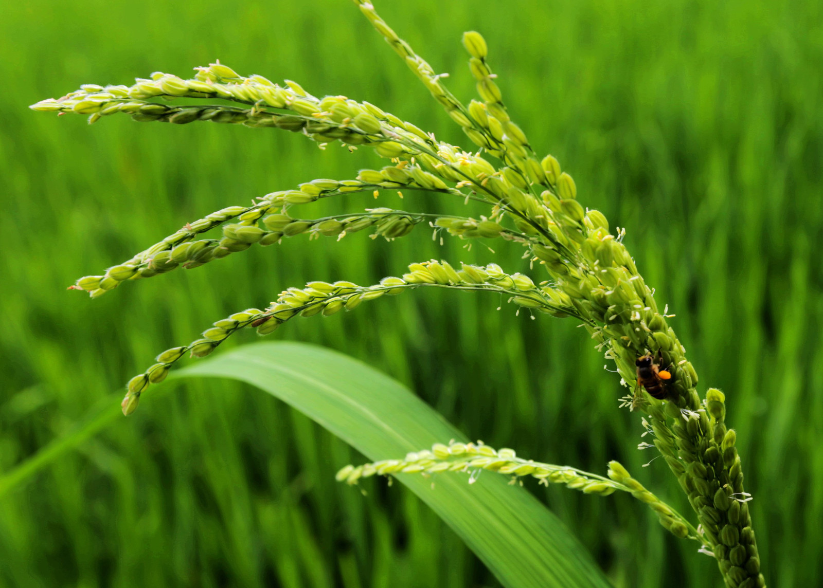 稻花吹早香,风露千万亩.|稻花|鱼|雌蕊_新浪新闻
