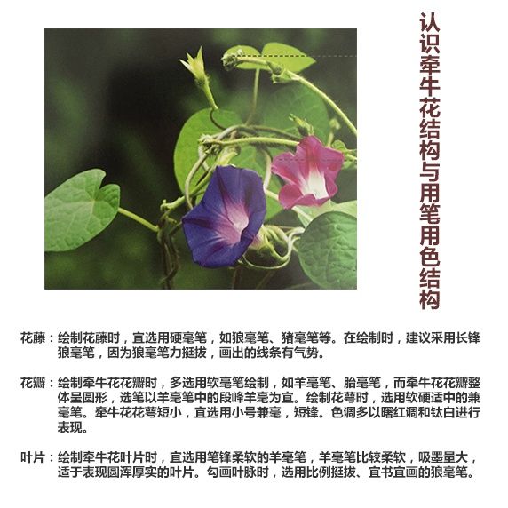 国画技法|牵牛花|画法|国画_新浪新闻