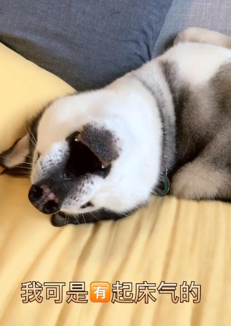 哈士奇有起床气,二哈:快来哄哄我,我就乖乖的起床了!