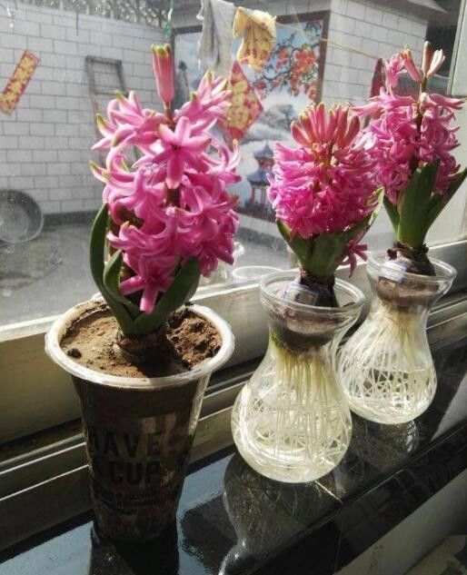 没多久就开花不断,邻居都赞叹不已|洋葱头|风信子|水培_新浪新闻