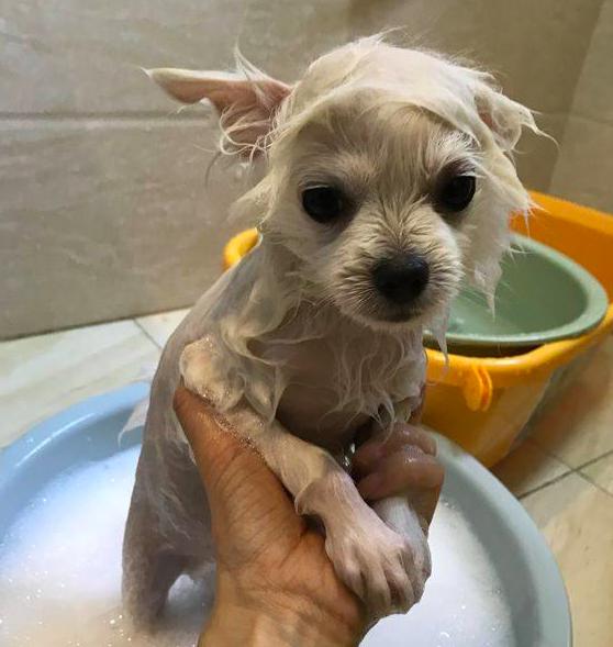 洗完澡的博美愣是要梳毛才出门,估计是害怕出门后太丑,会掉粉吧