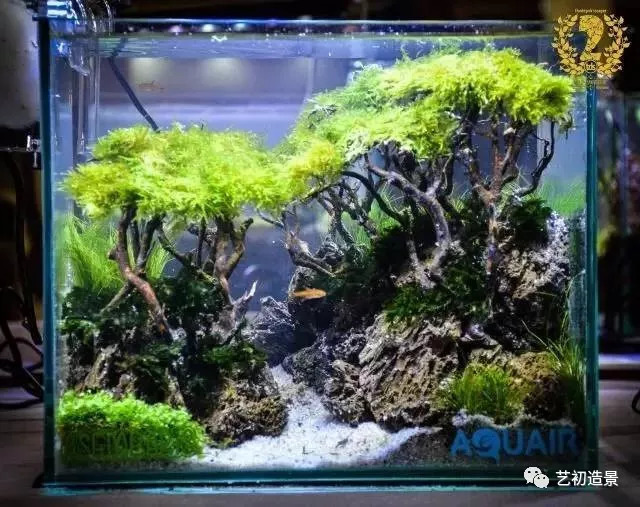 小缸大气派草缸造景图片欣赏