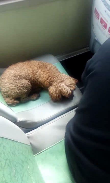 公交车上小狗坐座位头发花白的老人拉扶手站着