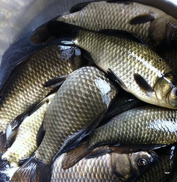 农村人要是这几种鱼还认不清的话,那已经可以证明你不是农村人了