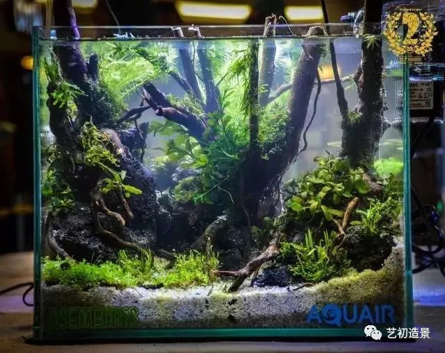 小缸大气派草缸造景图片欣赏