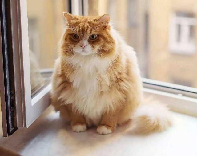 关于橘猫你需要知道这些|猫咪|橘猫|橘色_新浪新闻