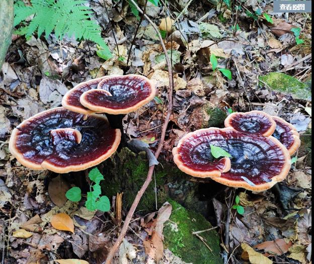 总是失眠睡不着,农民取1种草煮水,专克失眠多梦,用1个好1个|紫芝|柏子