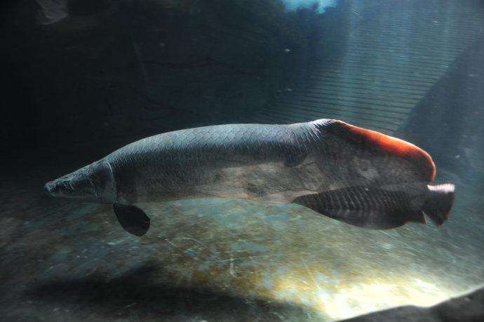 巨骨舌鱼如此笨为何仍能存活上亿年科学家成年人也打不过它