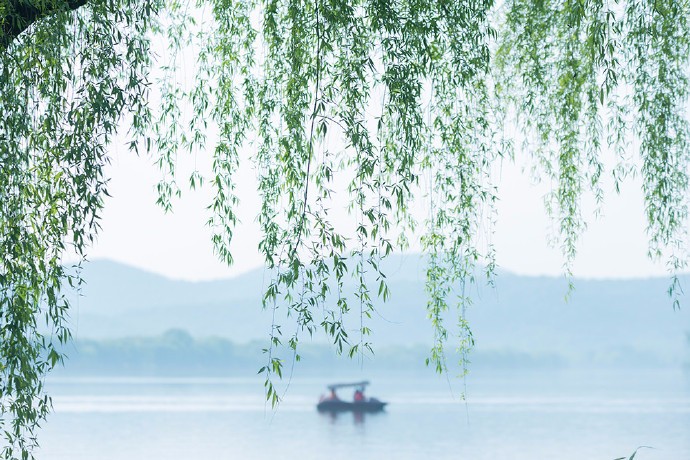 垂柳扫堤案,鸟雀荡秋千|荡秋千|蛙鼓|杏花雨_新浪新闻