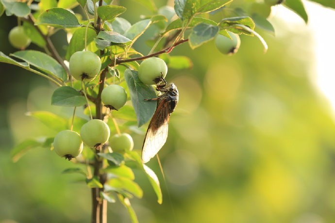连雨不知春去一晴方觉夏深