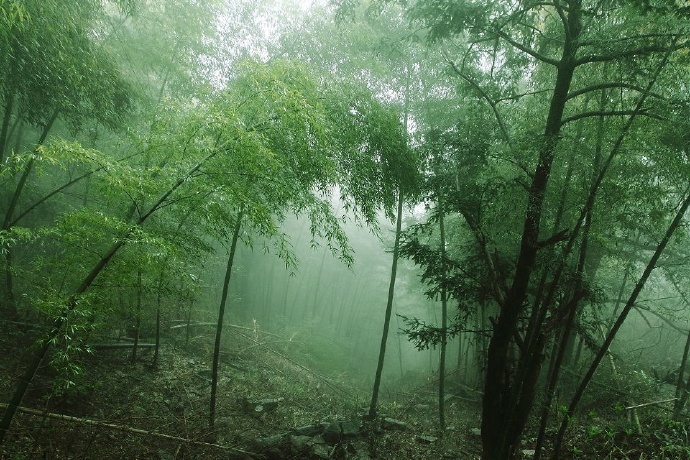 竹间琴一张,池上酒一壶