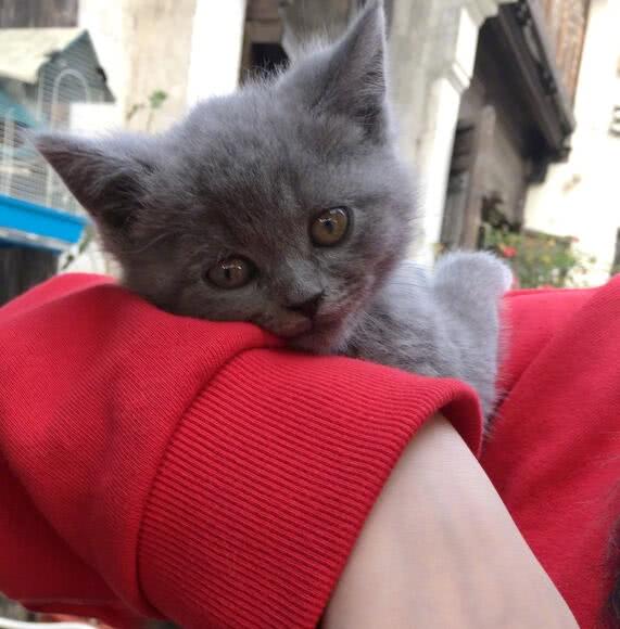 鞠婧祎双手小心翼翼地托着小猫,小猫咪躺在鞠婧祎的怀里也十分乖巧,不