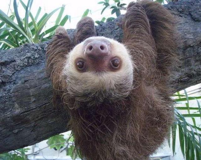 大家不知道的树懒求偶交配过程有点搞笑有点扯