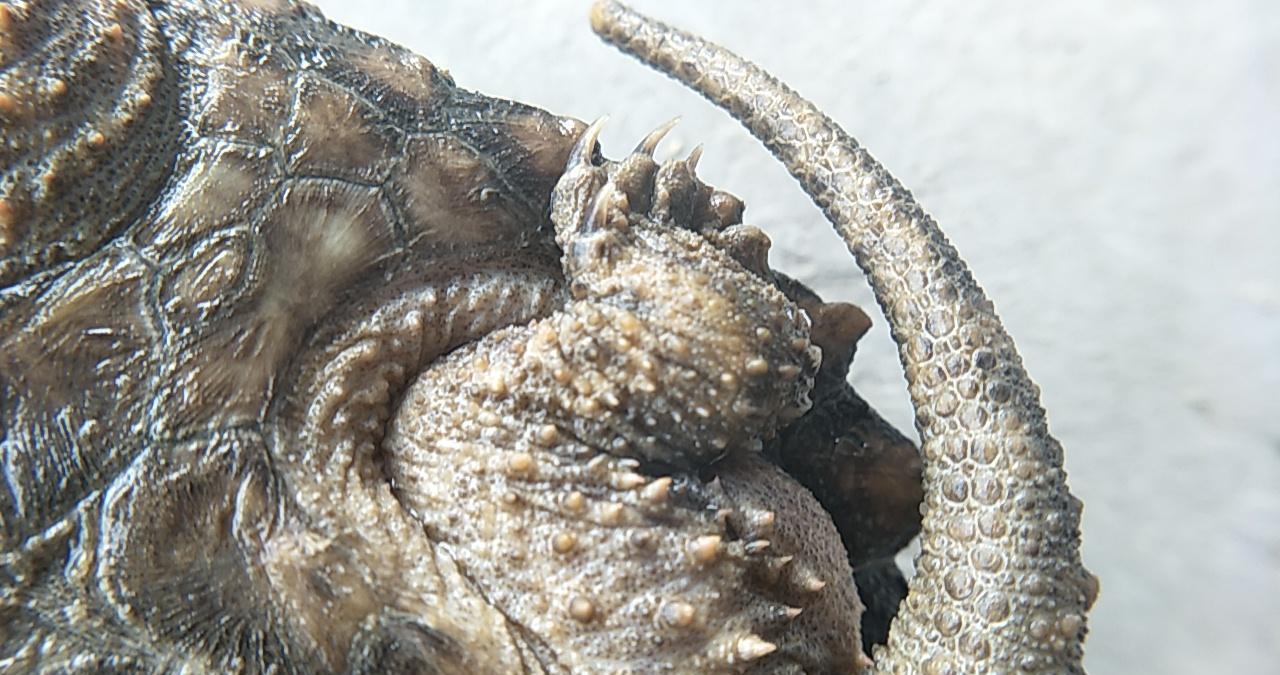 嘴巴前端的上下颌呈钩状,似老鹰嘴一般,锋利无比,可咬断人的手指.