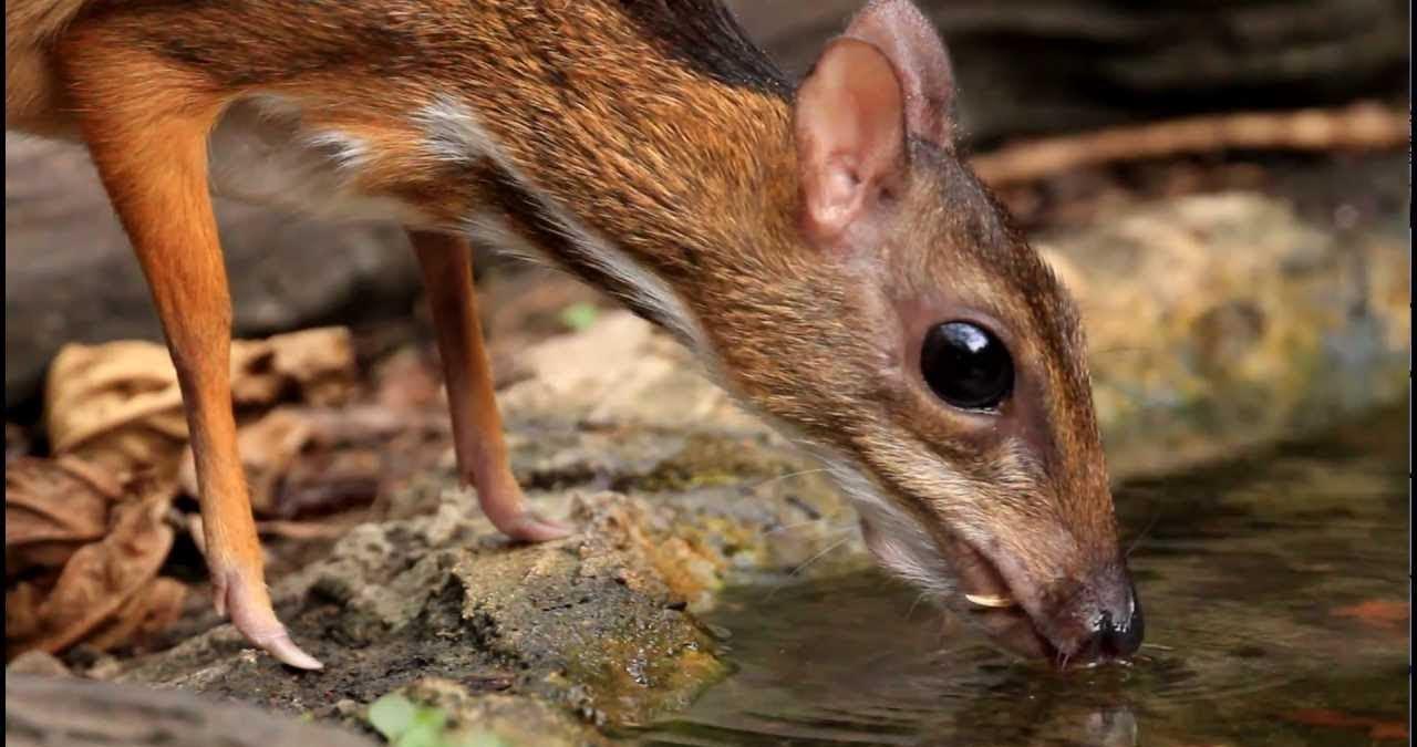 里,鹿都是高出人类近两倍的身高,体型也十分庞大,列入大型动物的行列