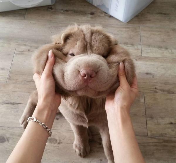 汪星人嘴边肉大汇集,怎么捏都顺手