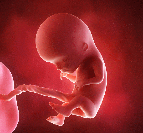 胎儿110月发育过程动图更加真实生动的感受胎儿的成长变化