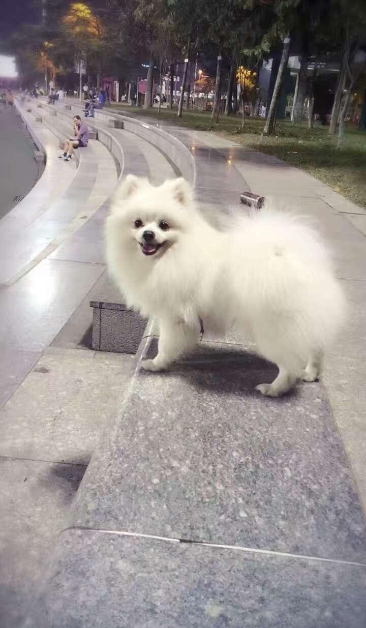 新养了只小美女蝴蝶犬, 小处男博美就控制不住了