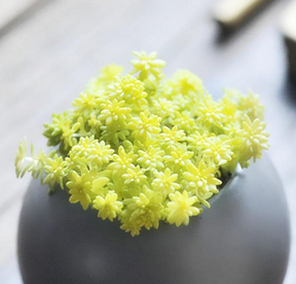 养花薄雪万年草的养殖方法与应用价值