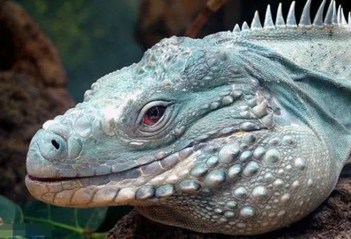 "避税天堂"上的稀有物种,头上长了三只眼,寿命和人类一样!|鬣蜥|避税