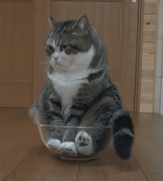 我养的不是一只猫而是十二位主子