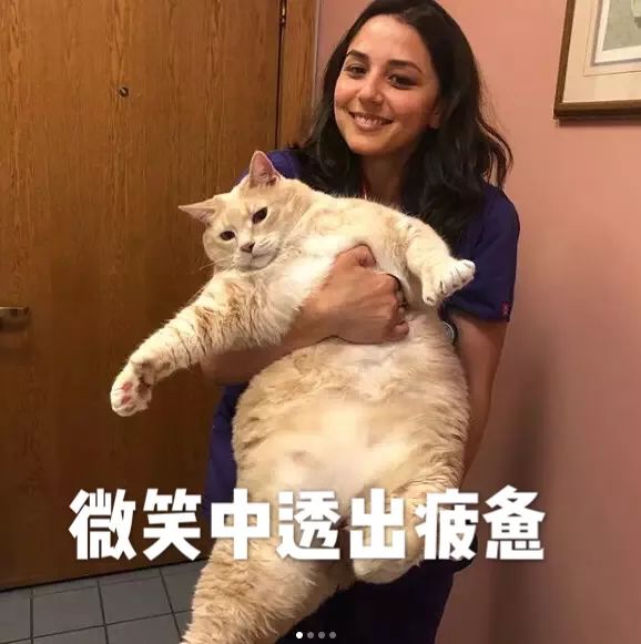 让所有胖猫自惭形秽的大橘,开了一个减肥主页,结果