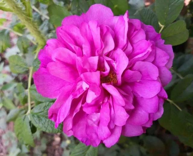 用7天的期限邂逅一杯紫霞仙子都买一送一,至