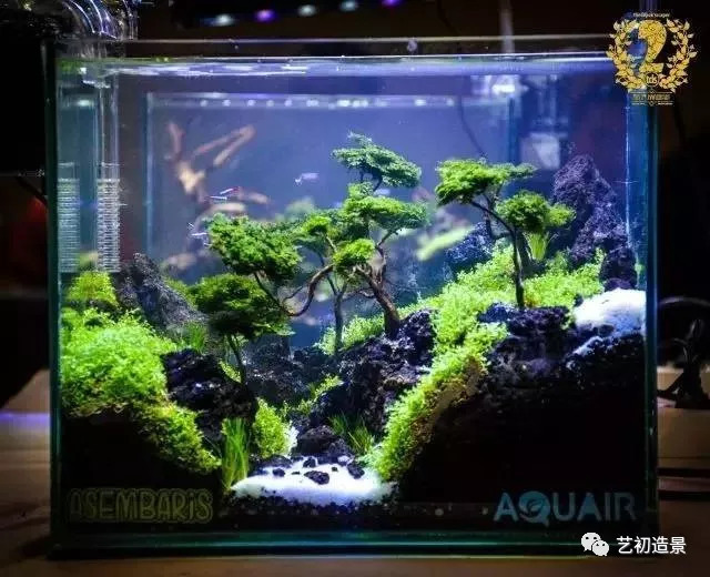 小缸大气派草缸造景图片欣赏