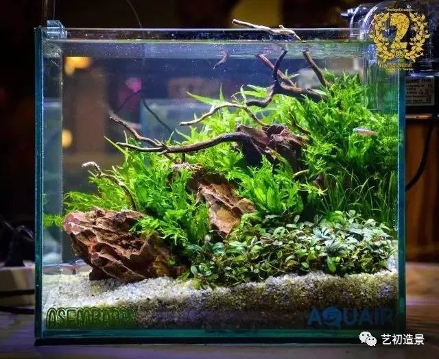 小缸大气派草缸造景图片欣赏