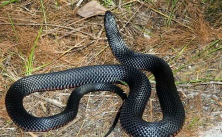 男子采药不幸坠崖,蛇群潜伏村庄,两天后,村民纷纷点赞|黑蛇|蛇群|村民