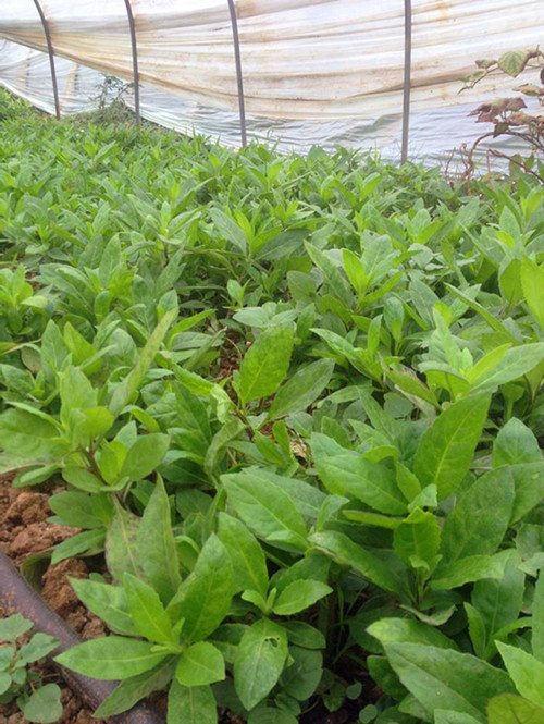 古有明月草,今有长寿茶,科技农业再现辉煌