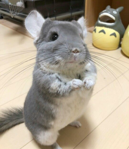 龙猫使出龙猫拳,主人以为它要发飙,后来才知道