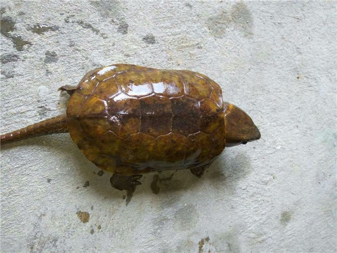 后山打猎捕到野生乌龟,朋友一句话,吓得男子连忙放生!