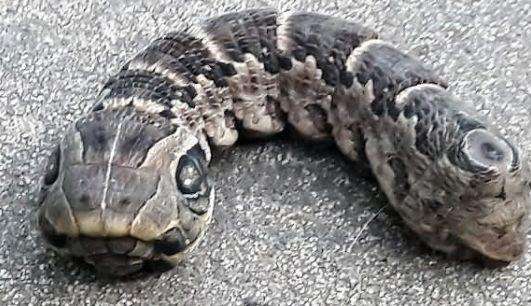 女子在家发现"巨型毛毛虫", 好奇走近看一眼, 当场吓得话说不出