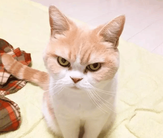 萌宠很生气, 你看这傲娇的小眼神!