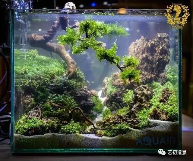 小缸大气派草缸造景图片欣赏