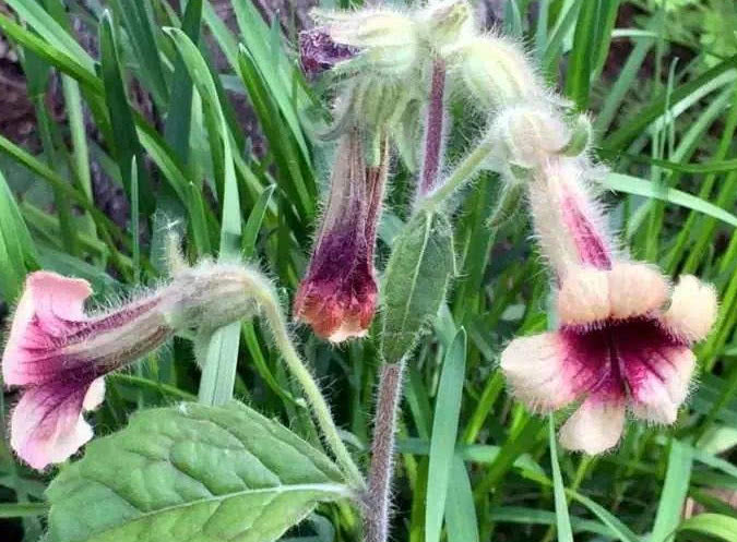 但不是所有野菜都能食用,这几种千万不能食用|野菜|狼毒草|娘子_新浪