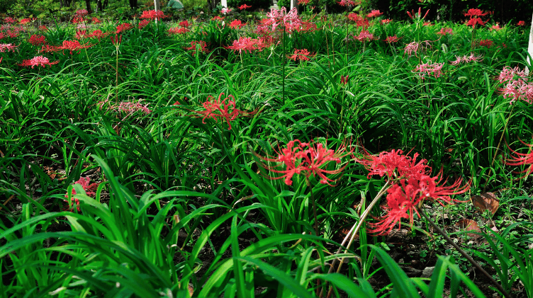 石蒜野生于阴湿山坡和溪沟边.分布于中国多地,日本也有.