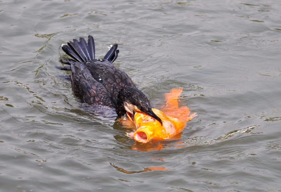 江南水乡又见鸬鹚捕鱼真的是越来越少见了