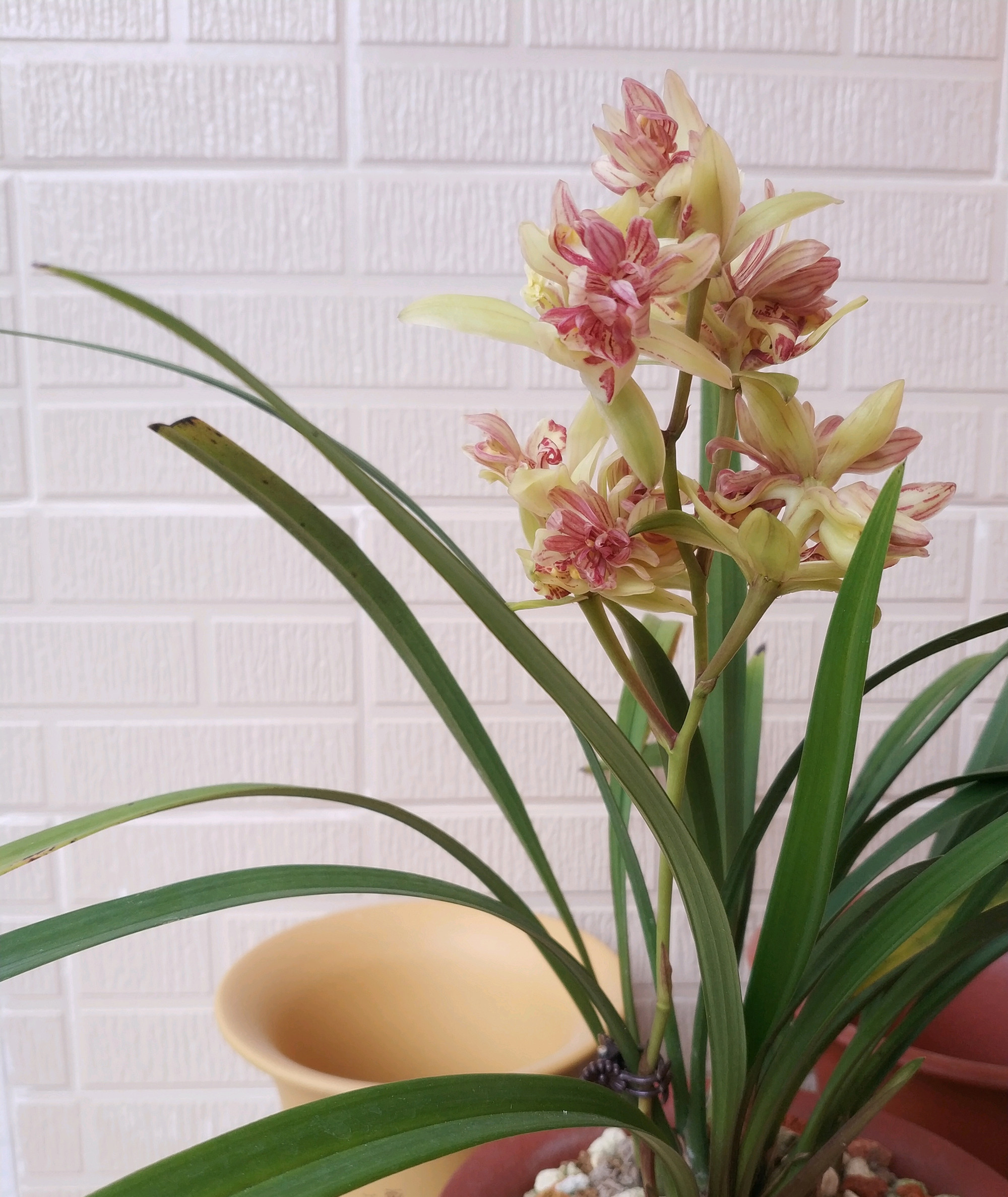 夏天养兰花,浇水有3个诀窍,兰花不腐,长得壮,开花旺