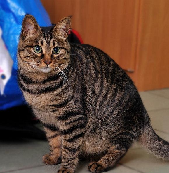 谁说我中华田园猫就不美了!中华田园猫大盘点