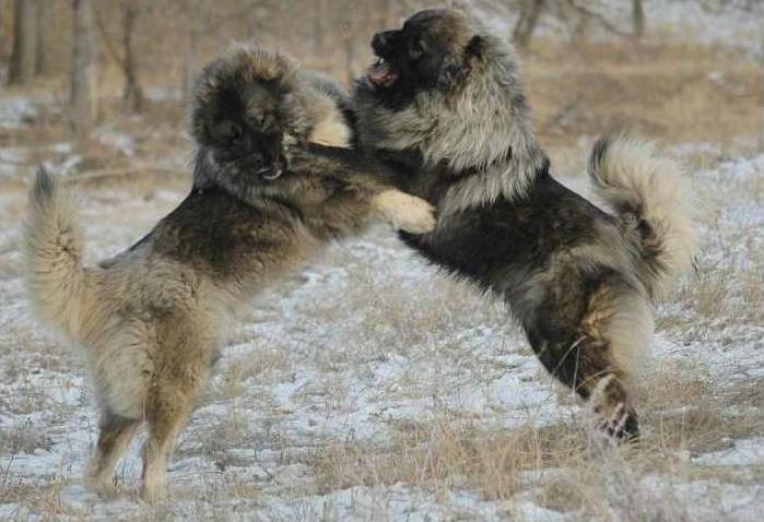 藏獒|大型犬|高加索犬_新浪新闻