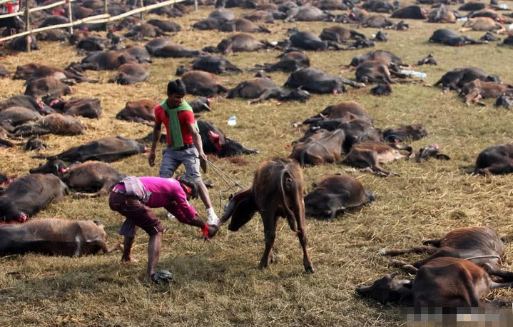 印度教教徒屠杀上万水牛,祭祀神灵祈福,屠宰场内尸横遍野