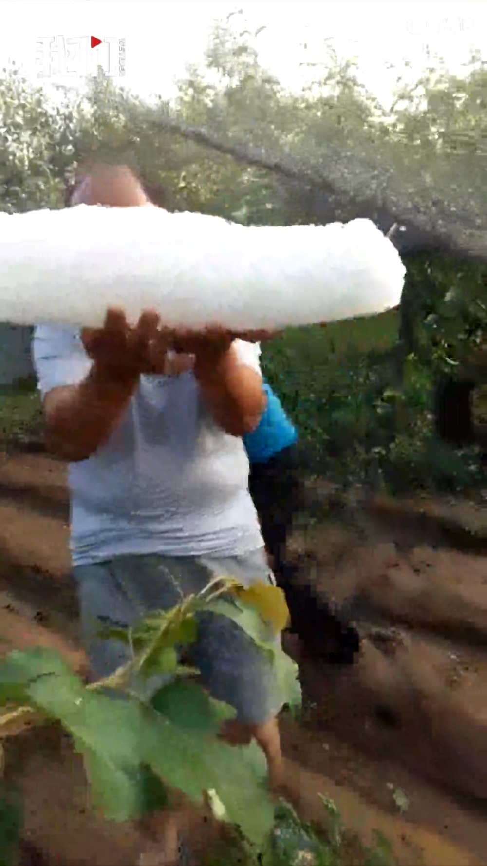 【河北这次冰雹真可怕 墙被打成麻子人被打破