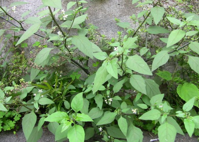 一种"黑天天"被称为"解毒王",在家养一盆,小灾小病都靠它!